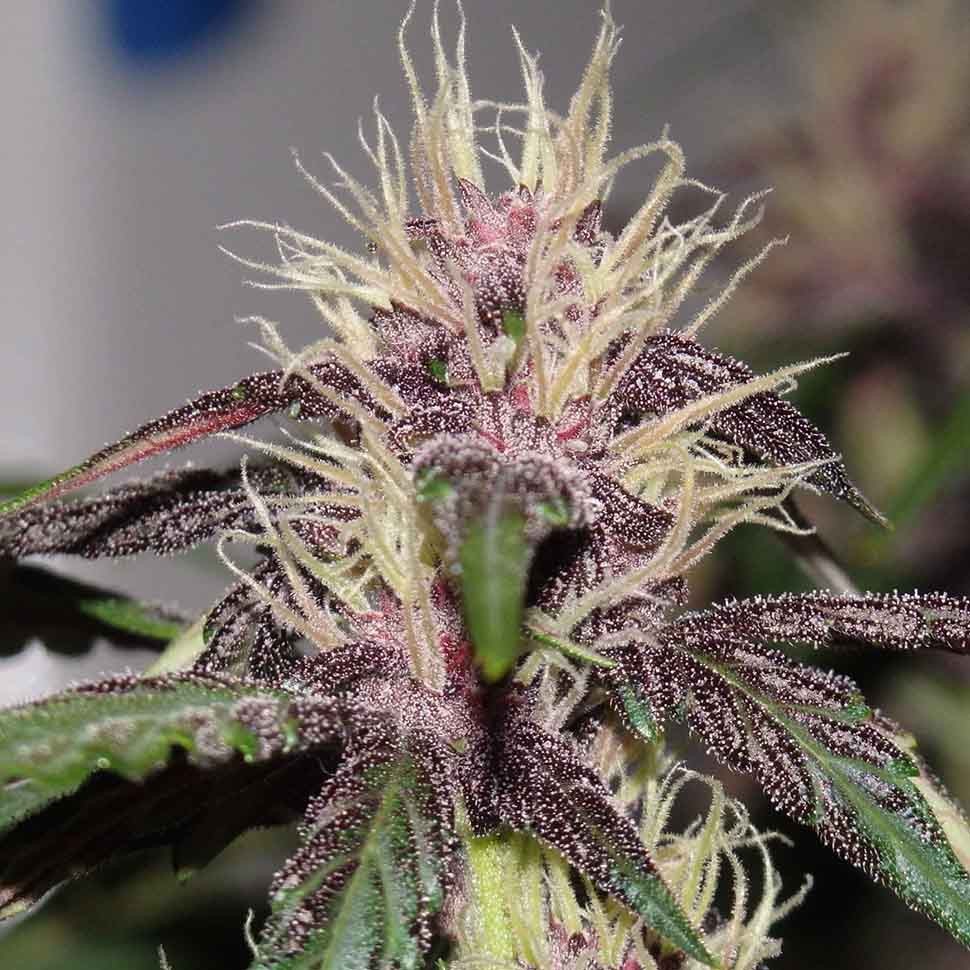 Семена каннабиса  Auto Purple Mazar regular Ganja Seeds