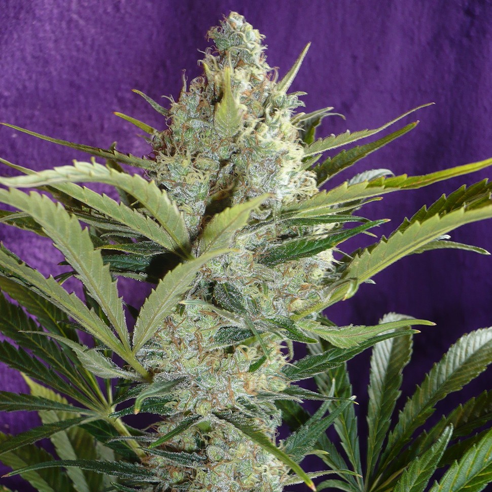 Семена марихуаны  Black Widow feminised Ganja Seeds