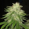 Семена конопли Auto Super Hash feminised Ganja Seeds