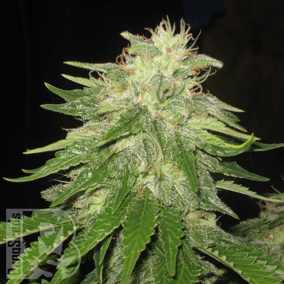 Семена конопли  Auto Super Hash feminised Ganja Seeds