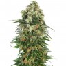 Семена конопли  Auto Super Hash feminised Ganja Seeds