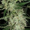 Семена конопли  Auto Super Hash feminised Ganja Seeds