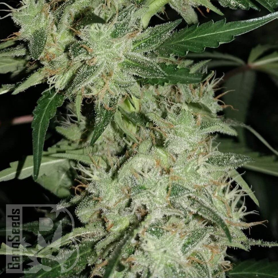 Семена конопли  Auto Super Hash feminised Ganja Seeds