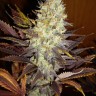 Семена конопли  Auto Super Hash feminised Ganja Seeds