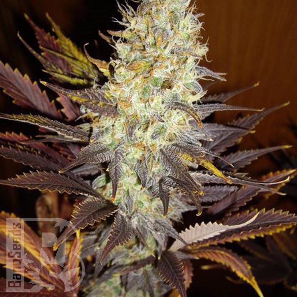 Семена конопли  Auto Super Hash feminised Ganja Seeds