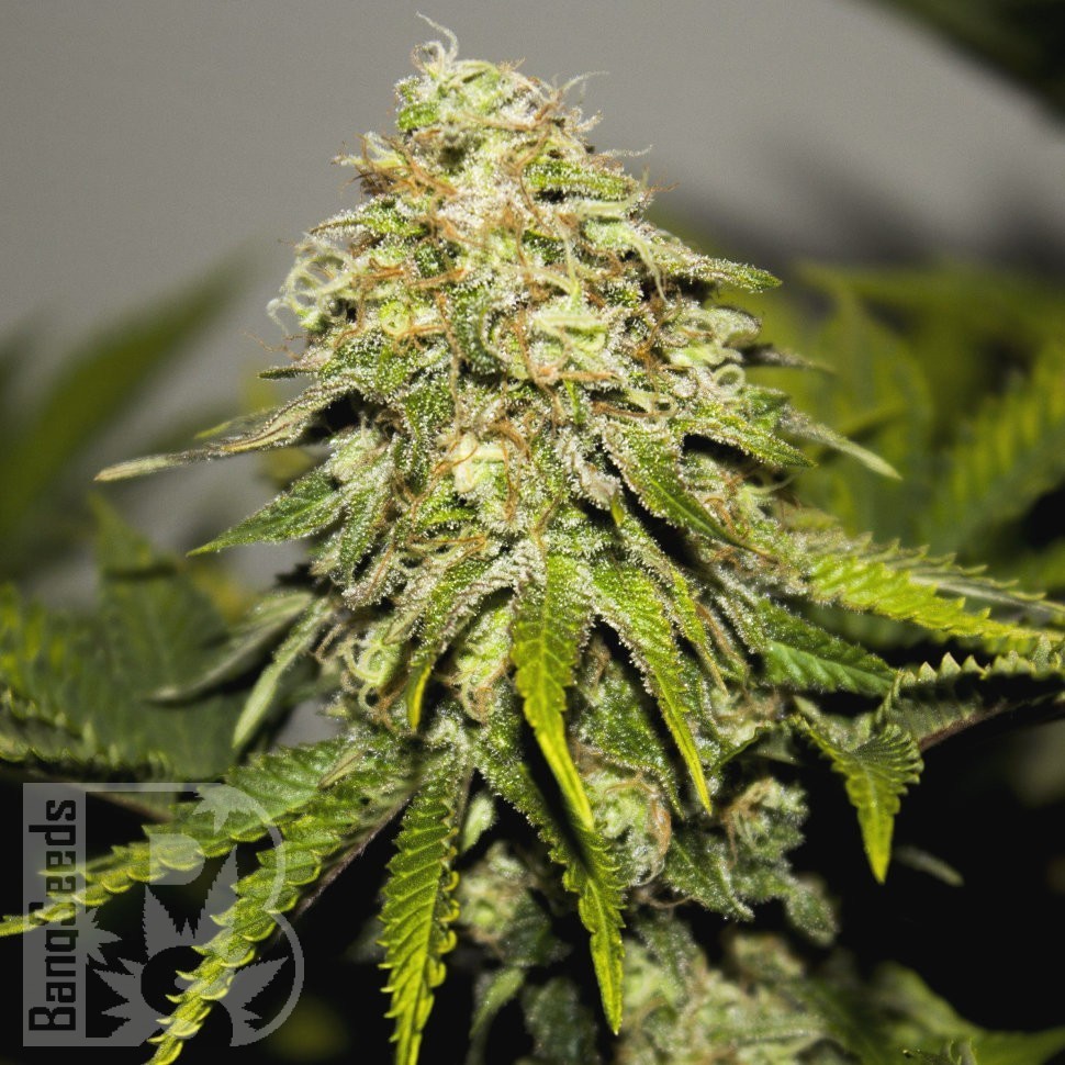 Семена конопли  Auto Super Hash feminised Ganja Seeds