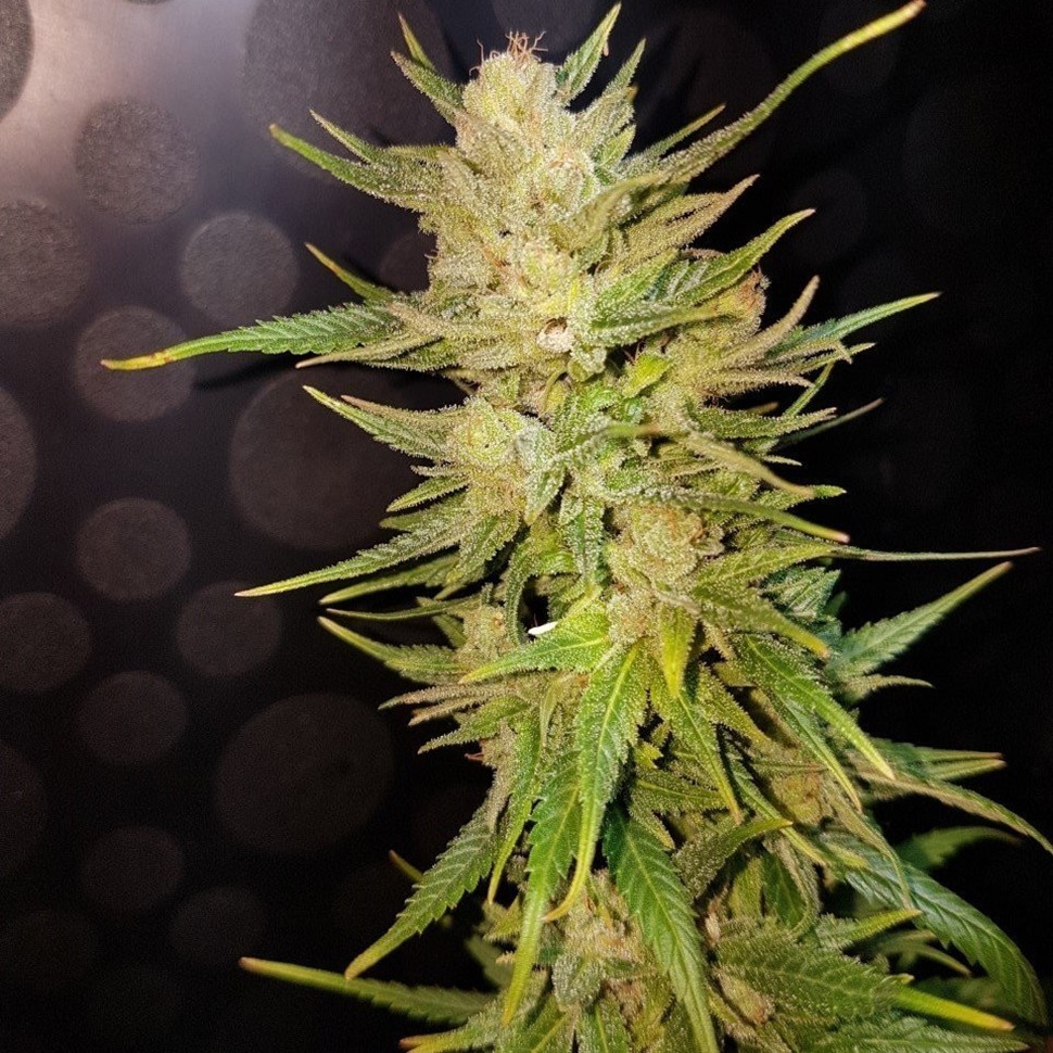 Семена  Nefertiti feminised Ganja Seeds