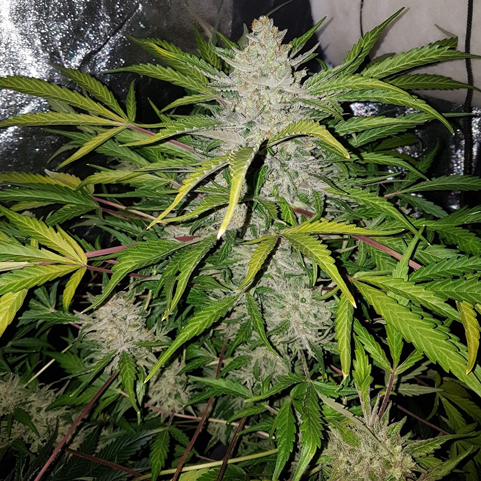 Семена конопли  Altay feminised Bang Seeds