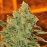 Семена конопли Auto Super Sweet feminised Ganja Seeds