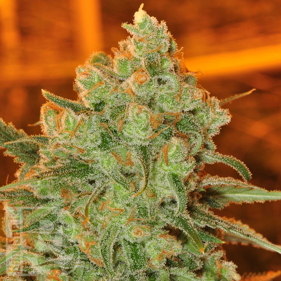 Семена конопли  Auto Super Sweet feminised Ganja Seeds