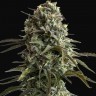 Семена конопли  Auto Super Sweet feminised Ganja Seeds