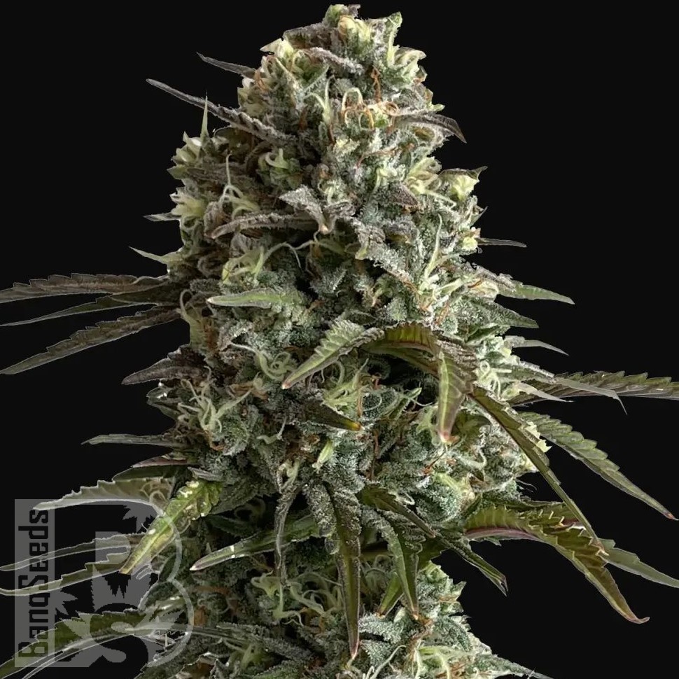 Семена конопли  Auto Super Sweet feminised Ganja Seeds