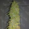 Семена конопли  Auto Super Sweet feminised Ganja Seeds