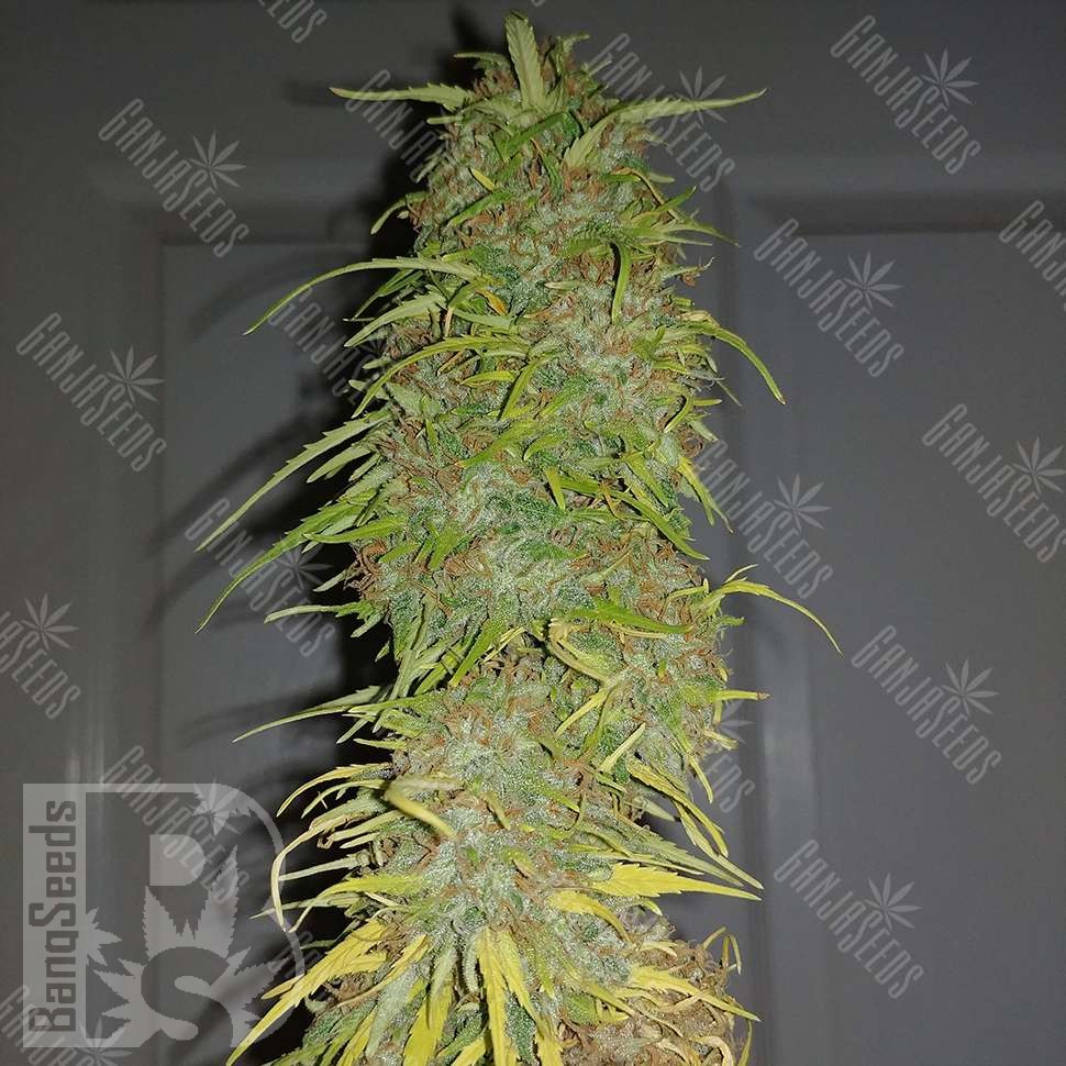 Семена конопли  Auto Super Sweet feminised Ganja Seeds