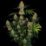 Семена марихуаны  Hindu Kush feminised Ganja Seeds