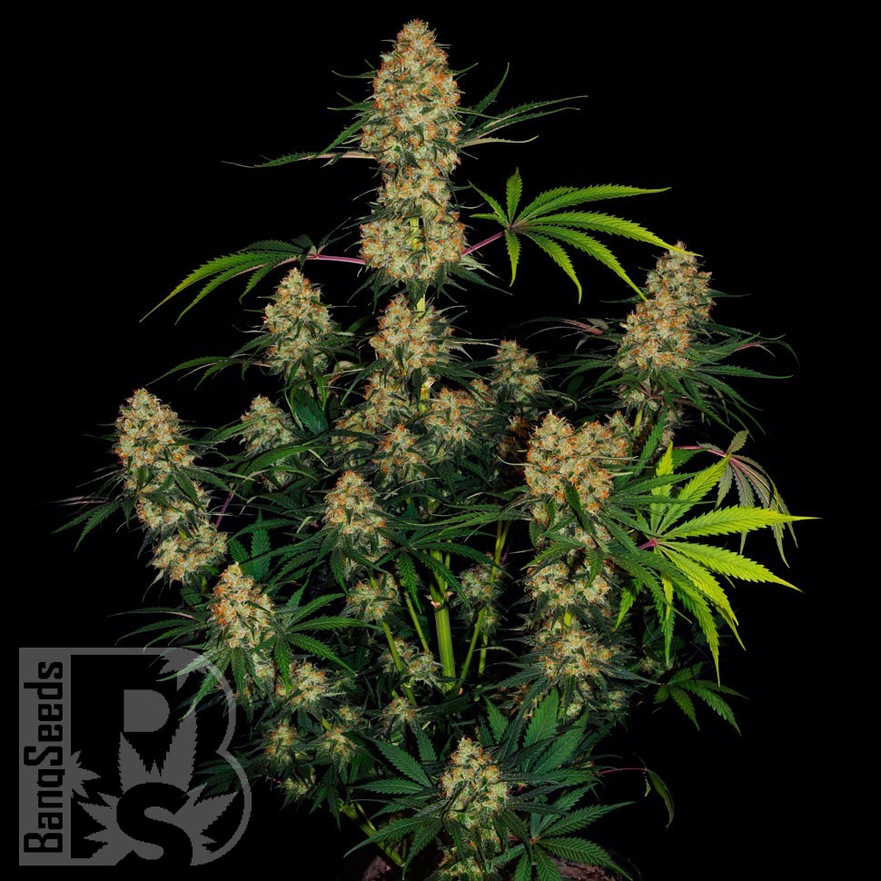 Семена марихуаны  Hindu Kush feminised Ganja Seeds