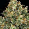 Семена марихуаны  Hindu Kush feminised Ganja Seeds