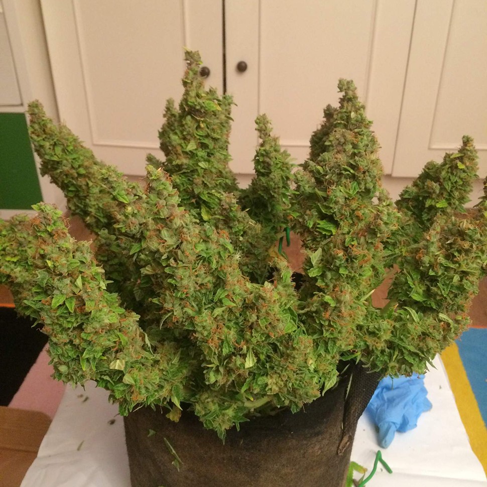 Семена марихуаны  Auto Blue Diesel feminised Ganja Seeds