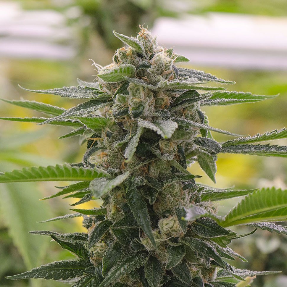 Семена  Argali feminised Bang Seeds