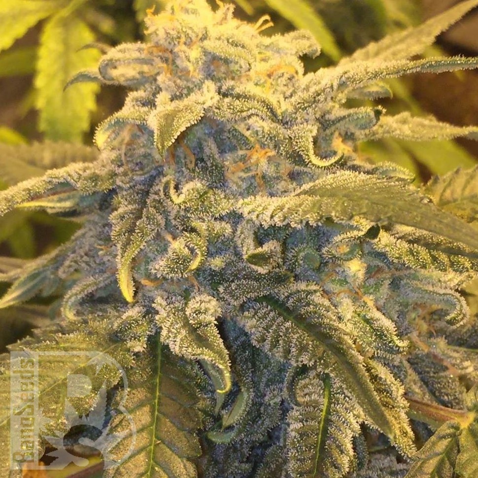 Семена  Argali feminised Bang Seeds