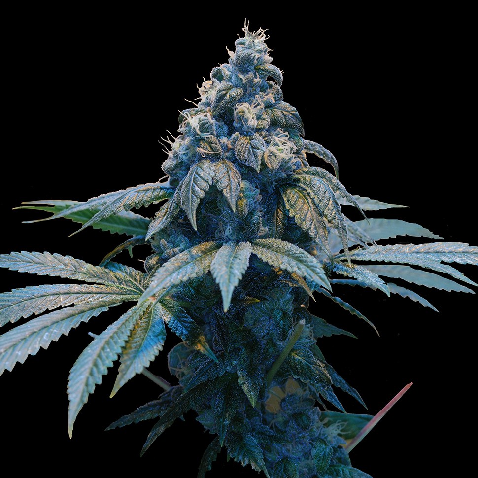 Семена каннабиса  Blue feminised Ganja Seeds