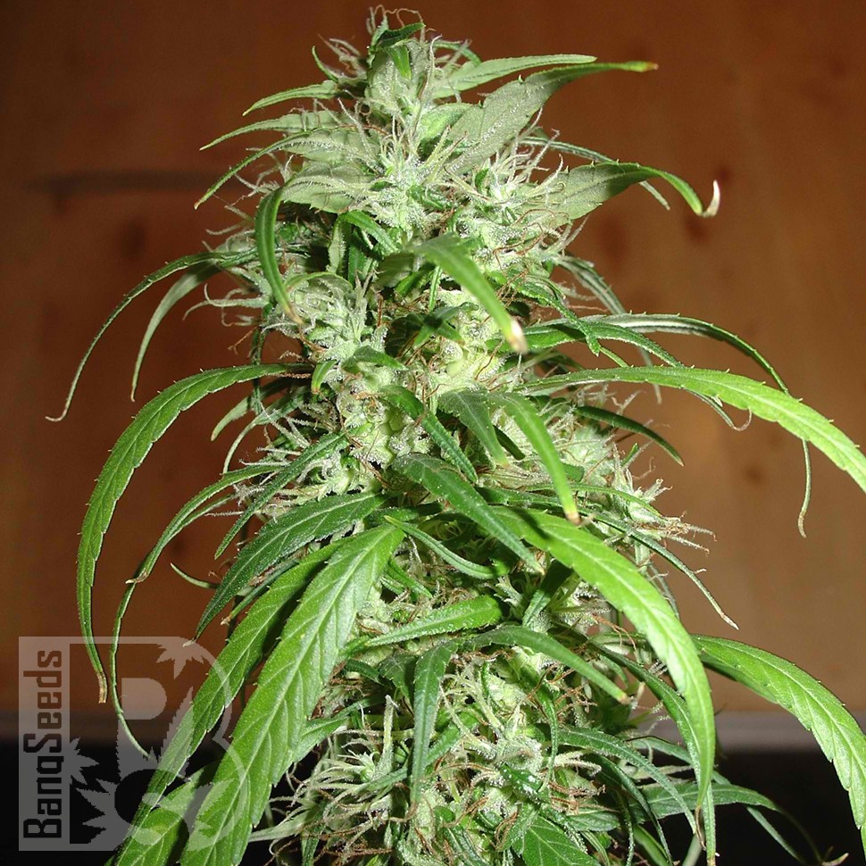 Семена  Nemesis feminised Ganja Seeds