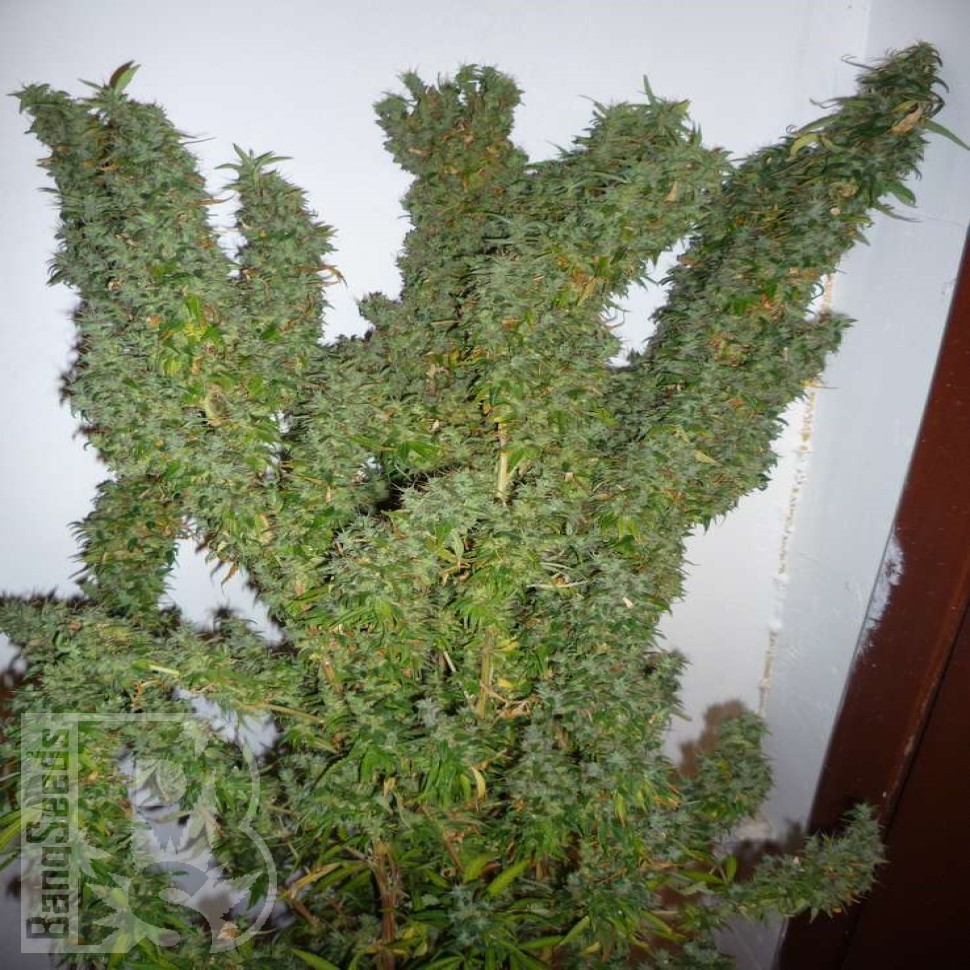 Семена  Nemesis feminised Ganja Seeds