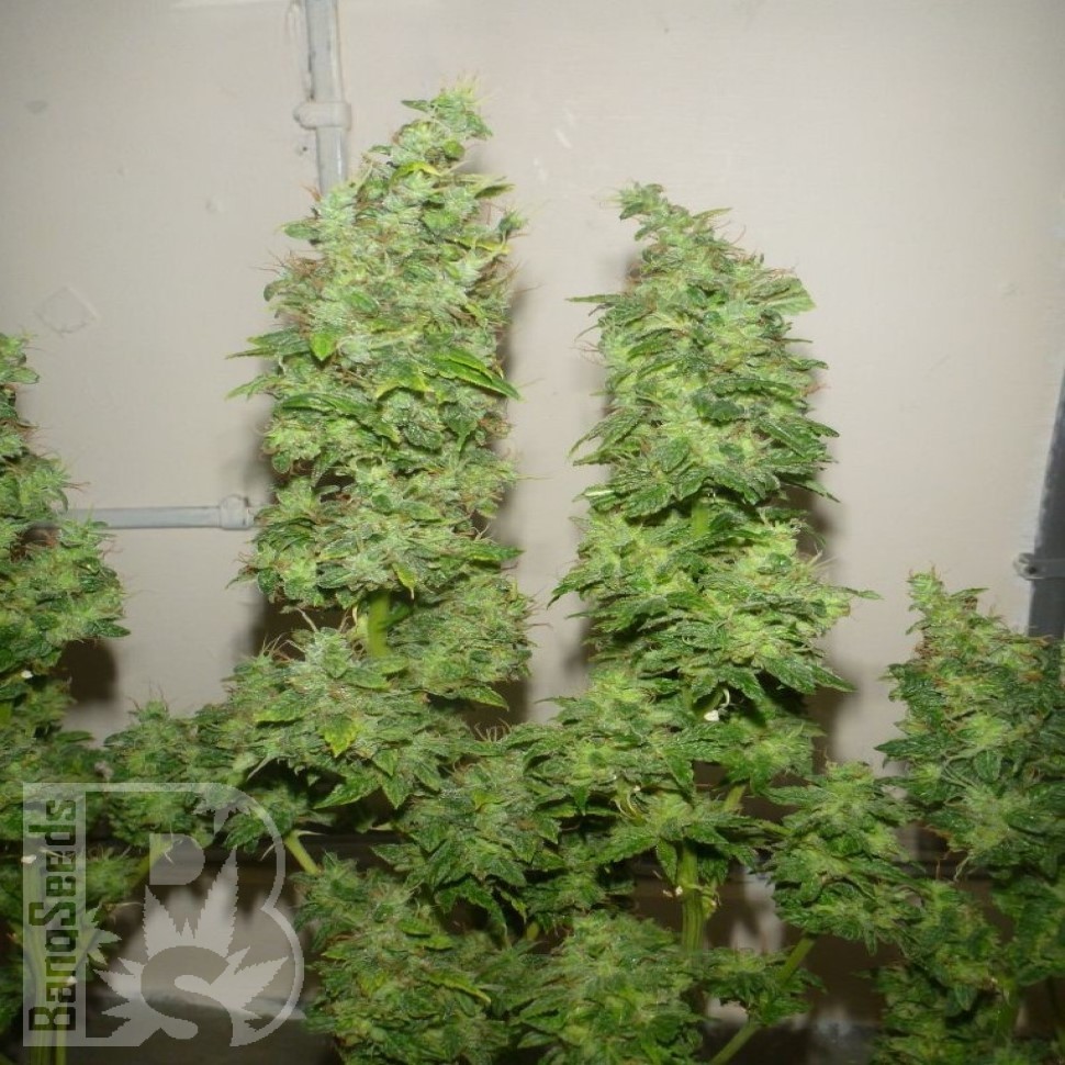 Семена  Nemesis feminised Ganja Seeds