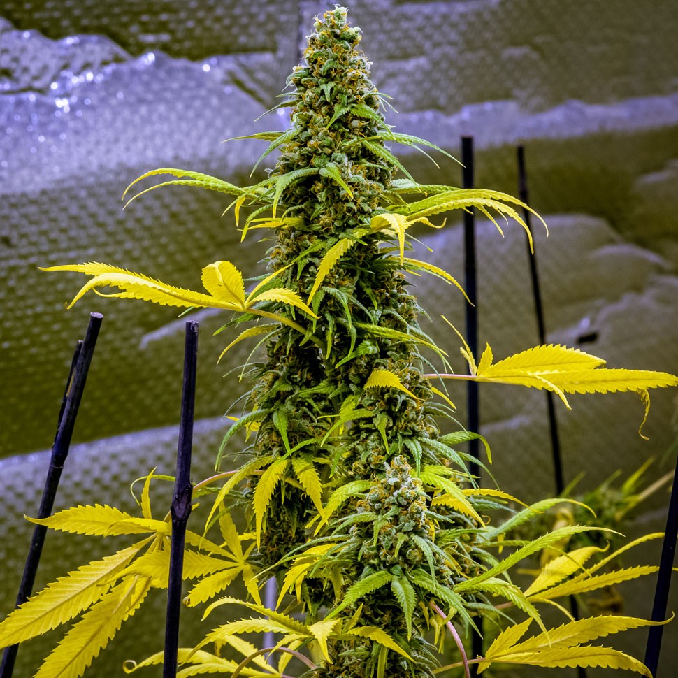 Семена марихуаны  AK 49 feminised Ganja Seeds