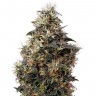 Семена Auto Sweet Mango feminised Ganja Seeds