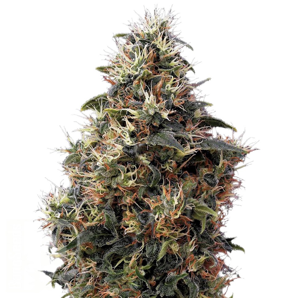 Семена марихуаны  Auto Sweet Mango feminised Ganja Seeds