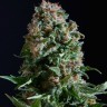 Семена марихуаны  Auto Sweet Mango feminised Ganja Seeds