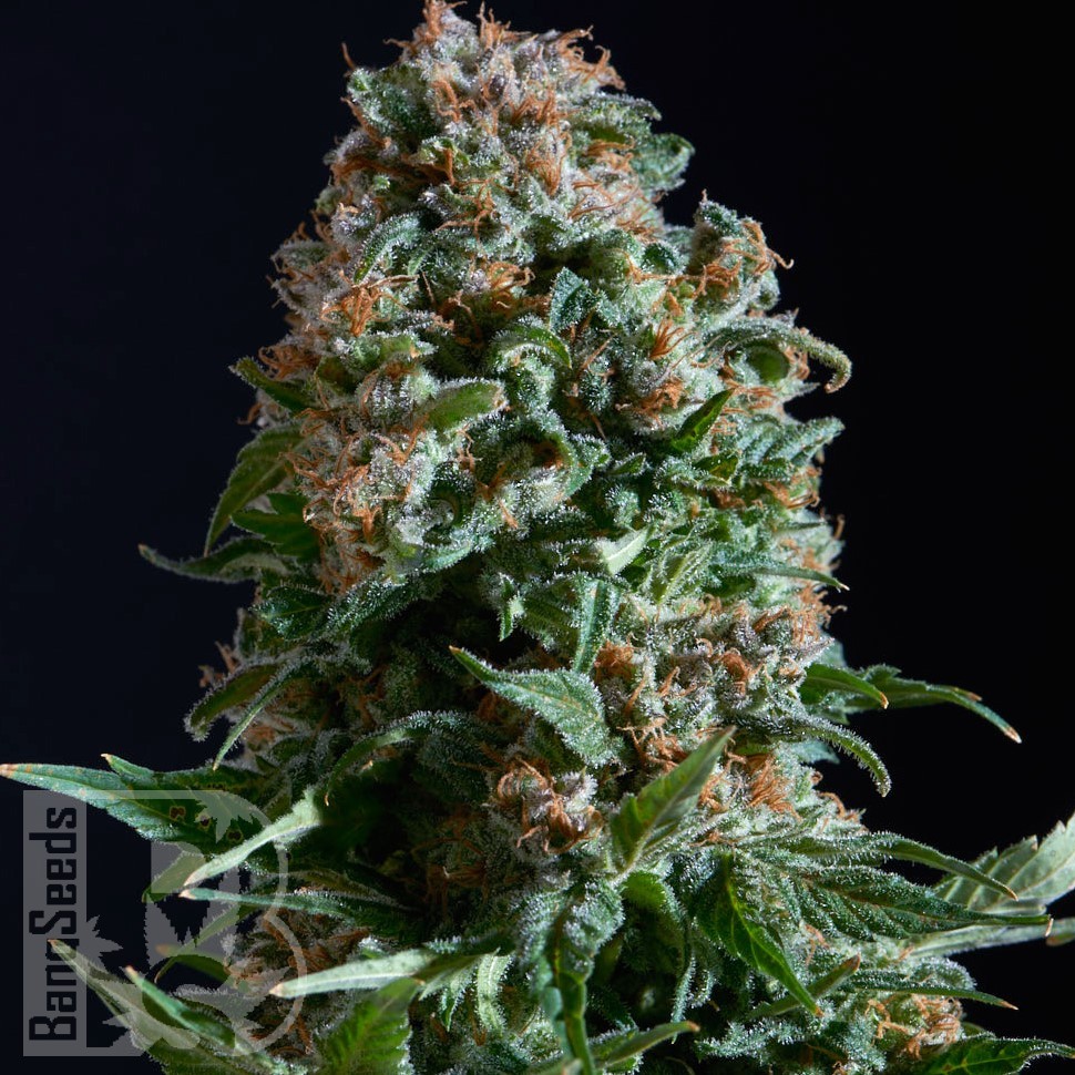 Семена марихуаны  Auto Sweet Mango feminised Ganja Seeds