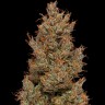 Семена марихуаны  Auto Sweet Mango feminised Ganja Seeds