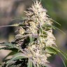 купить семена конопли в интернете Big Bud feminised