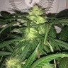 семена конопли Auto AK-77V feminised Victory Seeds