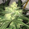 семена конопли bang seeds Auto AK-77V feminised Victory Seeds