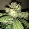 семена культурной конопли купить Auto AK-77V feminised Victory Seeds