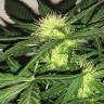 семена конопли для посадки купить Auto AK-77V feminised Victory Seeds