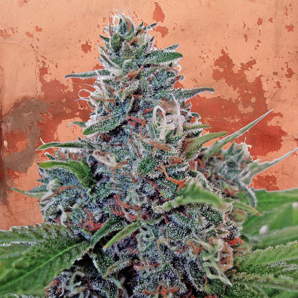 купить качественные семена конопли Auto Blue Amnesia feminised