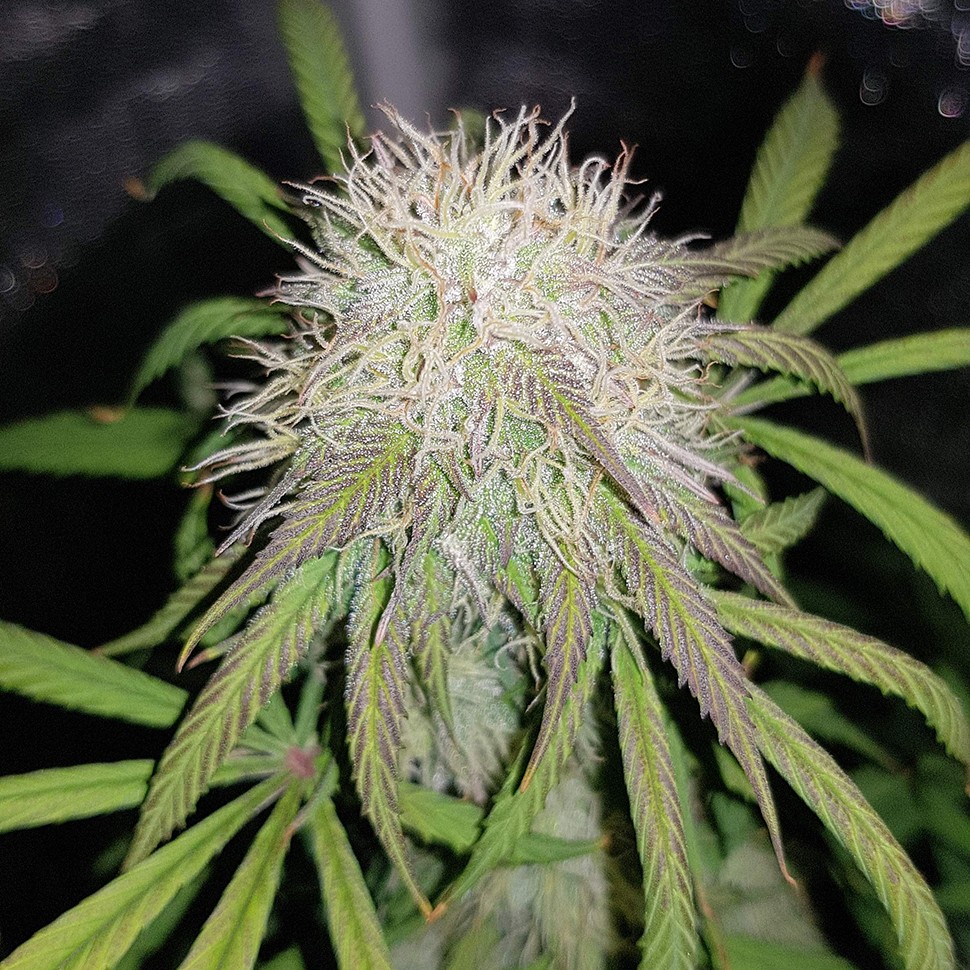 Семена марихуаны  Auto Blue Amnesia feminised Ganja Seeds