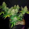 Auto Sweet Trainwreck feminised Ganja Seeds купить