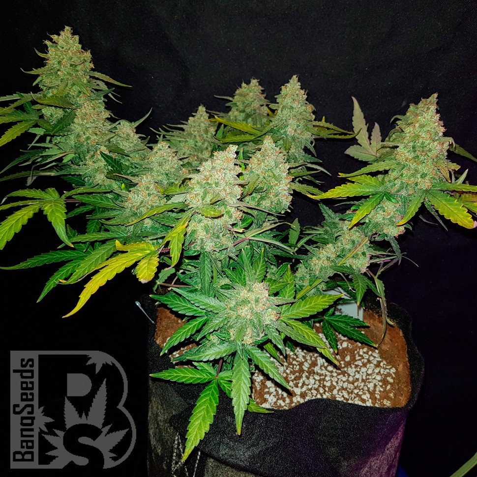 Auto Sweet Trainwreck feminised Ganja Seeds купить