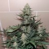 Семена Auto Sweet Trainwreck feminised Ganja Seeds