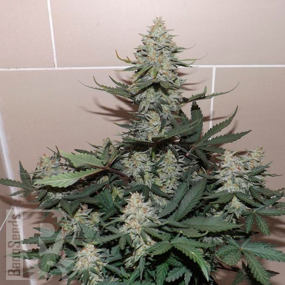 Семена  Auto Sweet Trainwreck feminised Ganja Seeds