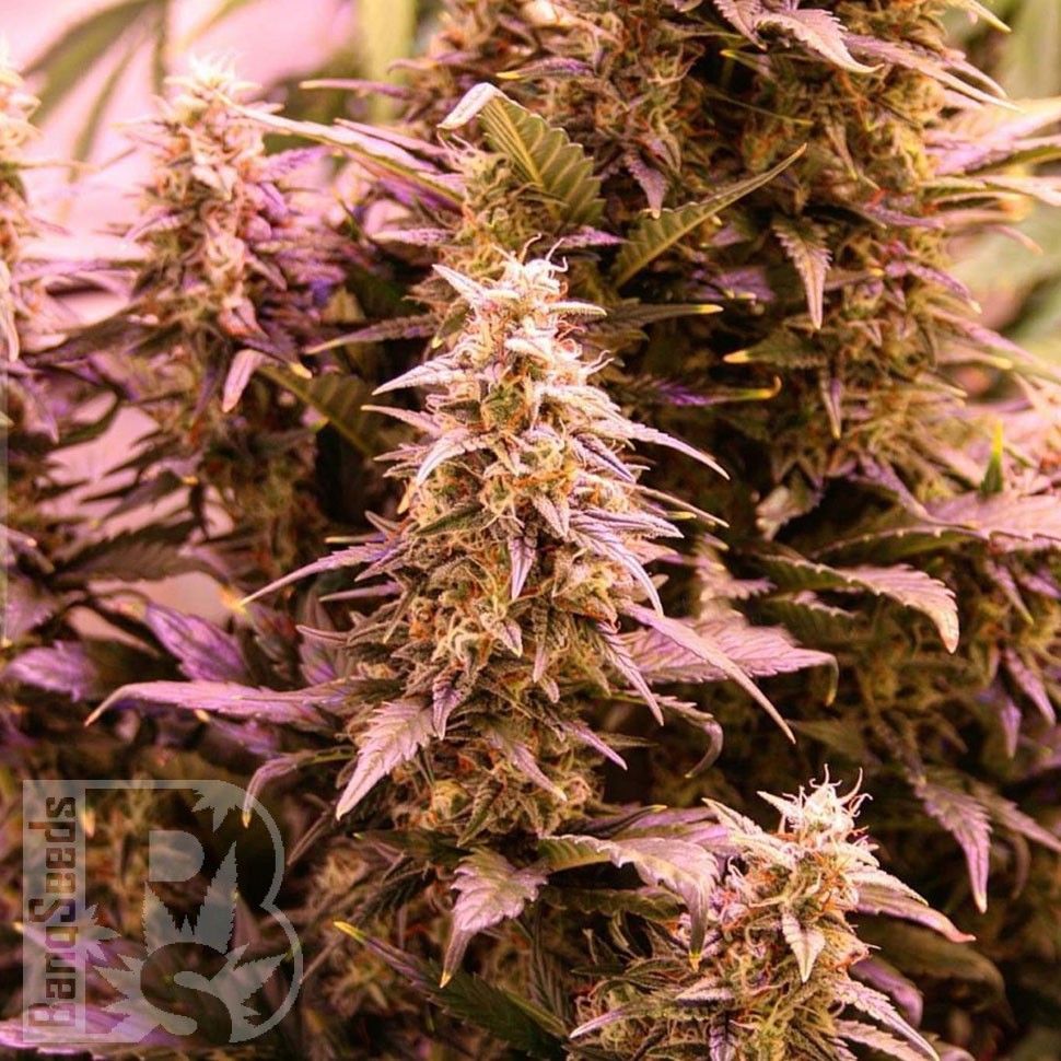 Семена конопли  New York Diesel CBD feminised Ganja Seeds