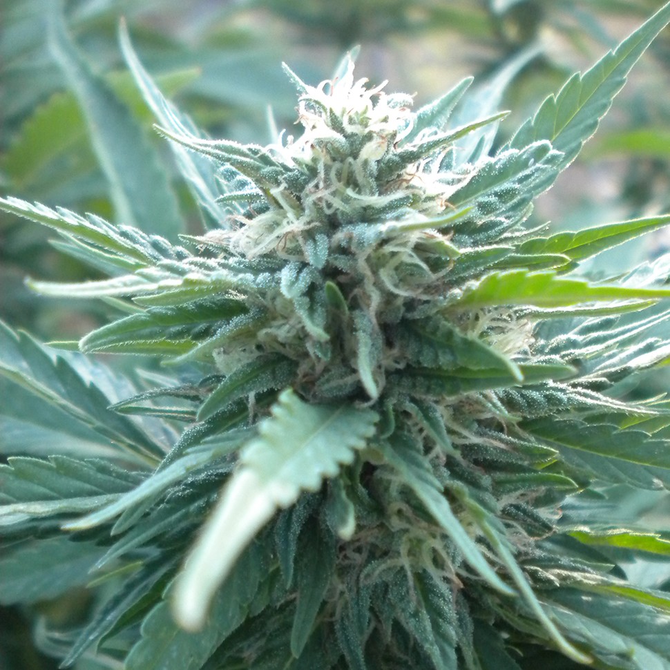 Семена марихуаны  AK 48 feminised Ganja Seeds