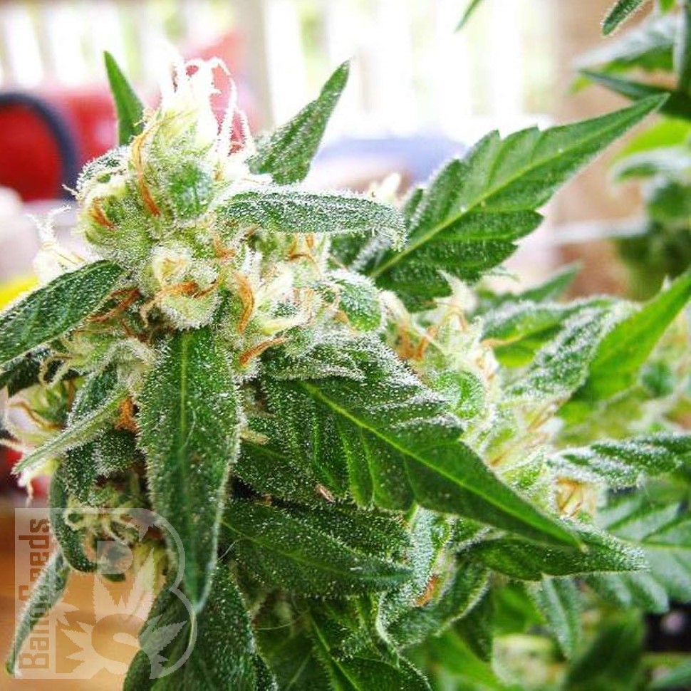 Семена марихуаны  AK 48 feminised Ganja Seeds