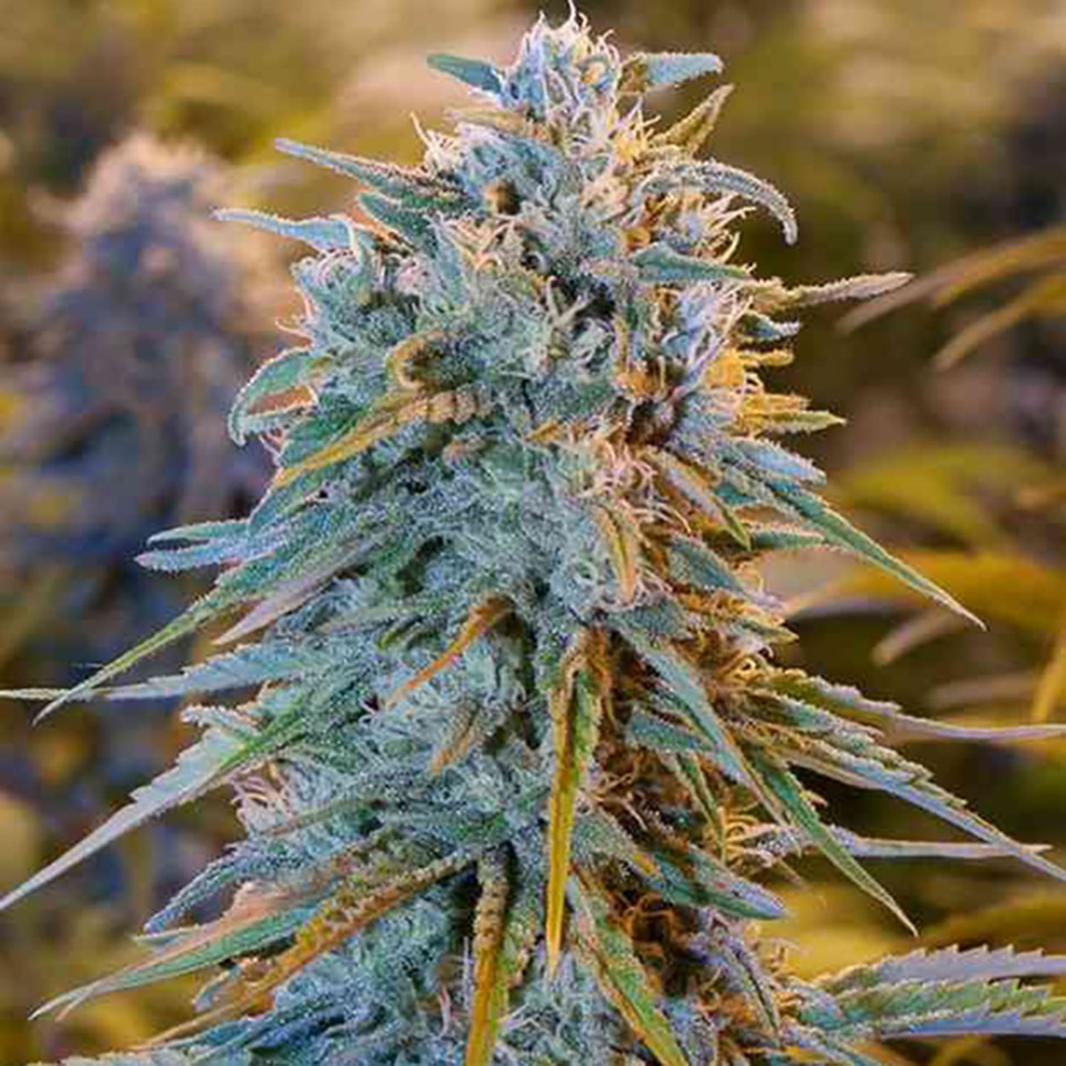 Семена ганжа  Auto Blue Dream feminised Ganja Seeds