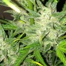 Купить Auto UK Cheese feminised Ganja Seeds